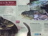 Rattlesnake Information Sign