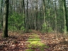 ibberson-mossy-carpet