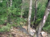 ibberson-white-pines